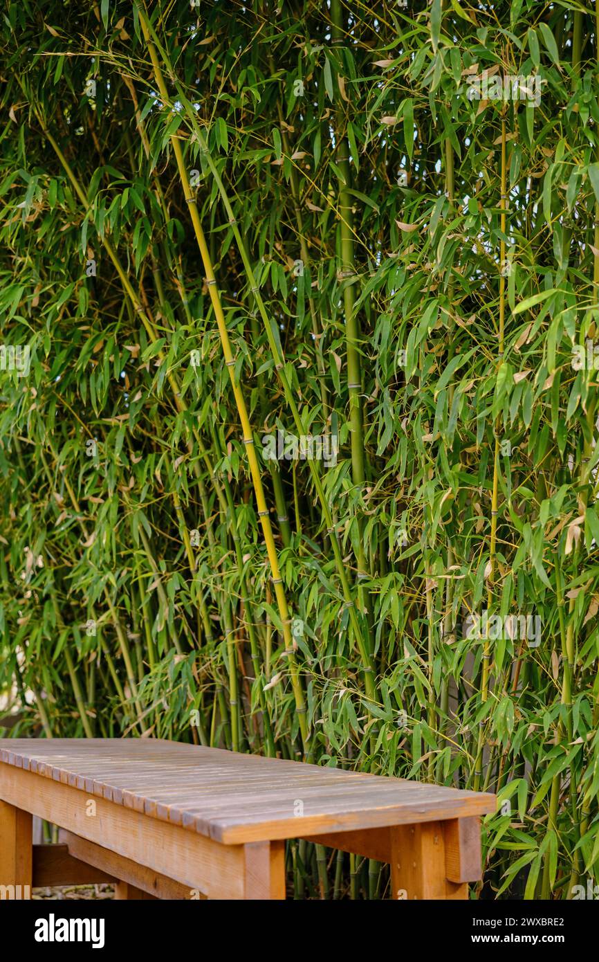 Un banc de parc sur la toile de fond d'une bosquet de bambous, un endroit pour se reposer après une promenade, un fond vertical pour la publicité Banque D'Images