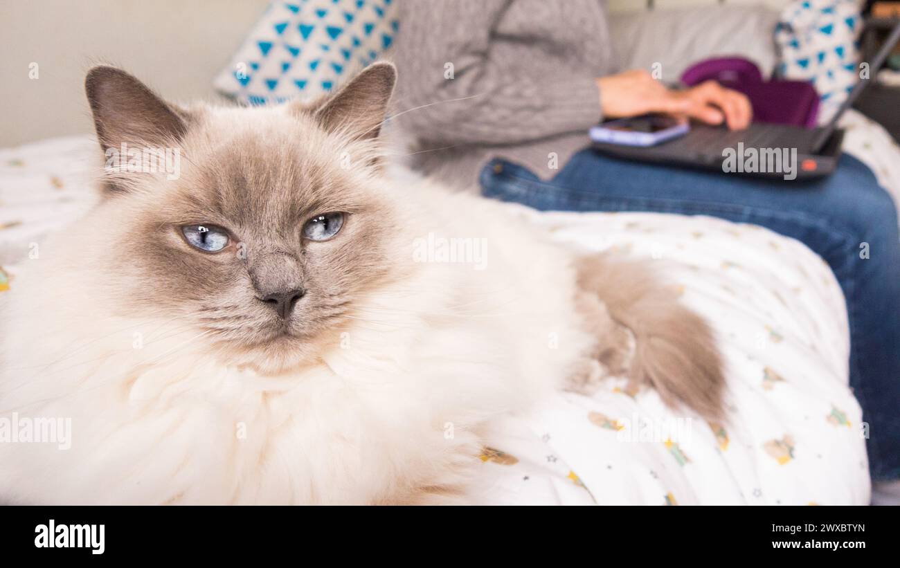 rag poupée chat et femme télétravail en arrière-plan Banque D'Images