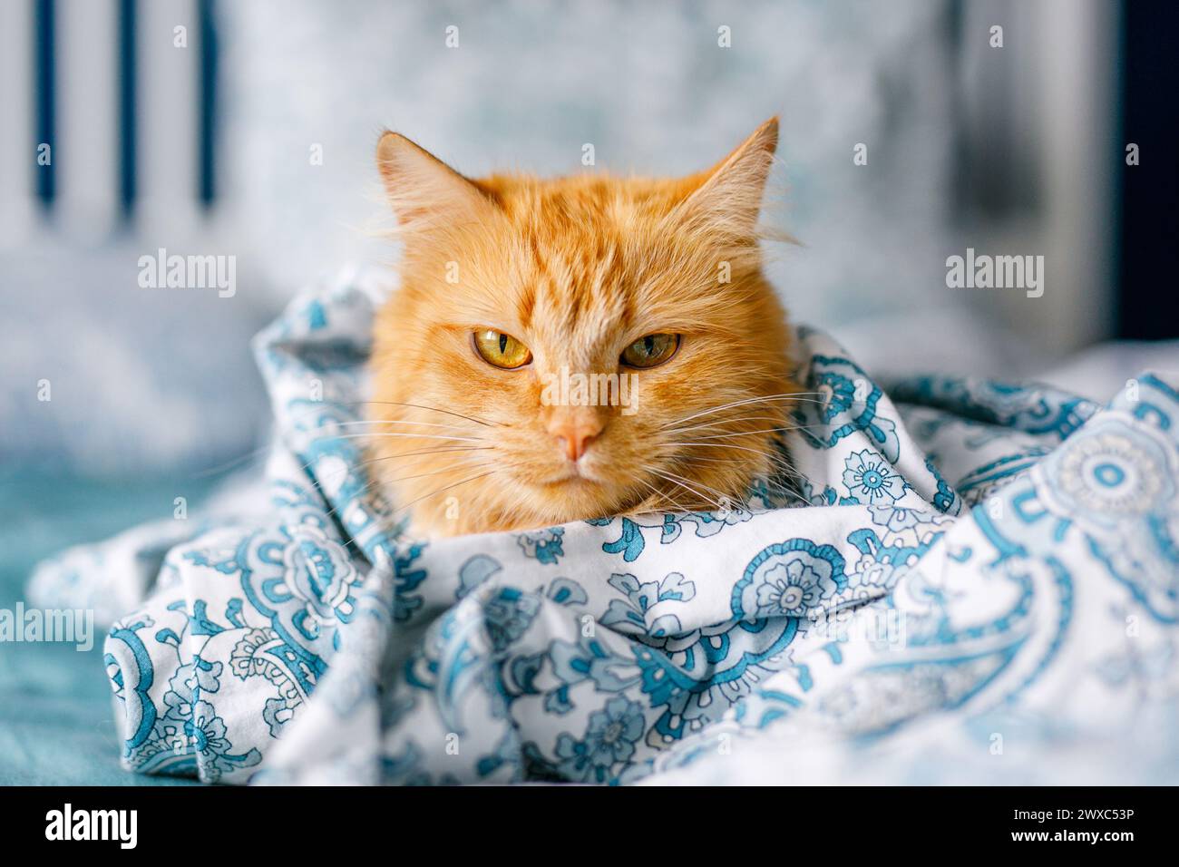 Gingembre mignon chat moelleux se trouve sur le lit avec un drap de couleur bouleau et une couverture douce et confortable Banque D'Images