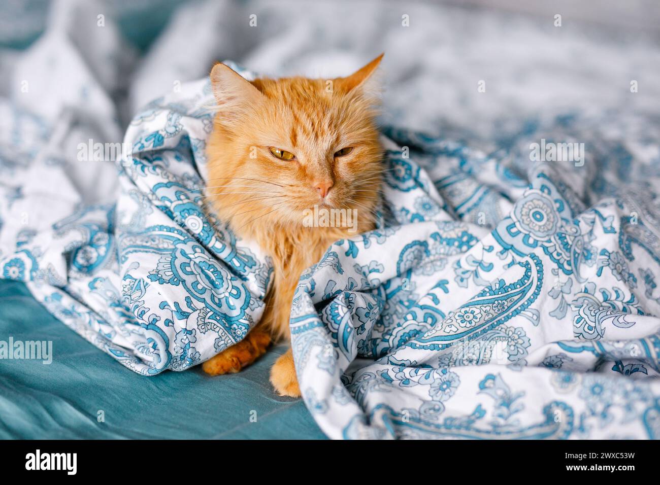 Gingembre mignon chat moelleux se trouve sur le lit avec un drap de couleur bouleau et une couverture douce et confortable Banque D'Images