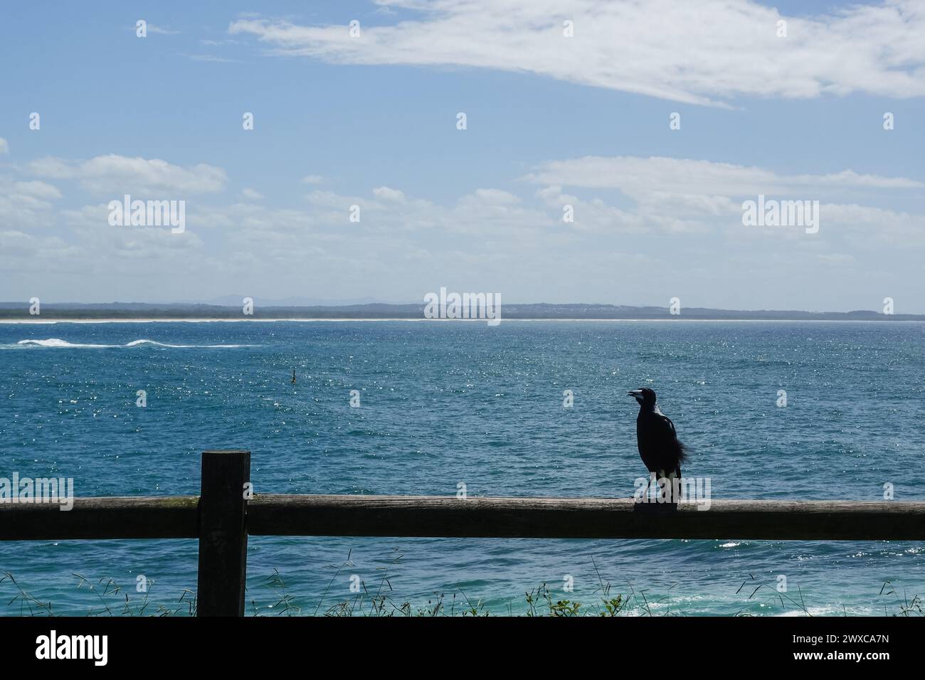 Magpie australienne debout sur une clôture en bois devant l'océan, Australie Banque D'Images