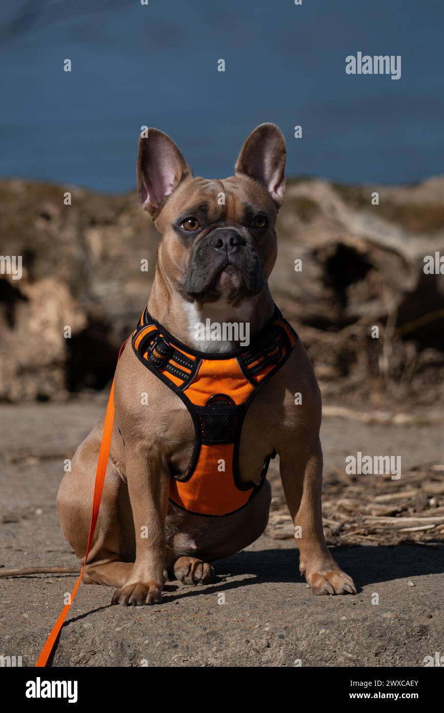 Bouledogue français sur la plage Banque D'Images