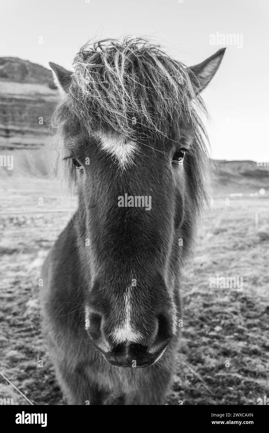 Photo en noir et blanc de cheval islandais dans le paysage naturel pittoresque de Kirkjufell, Islande. Le cheval islandais est une race de cheval développée en Banque D'Images
