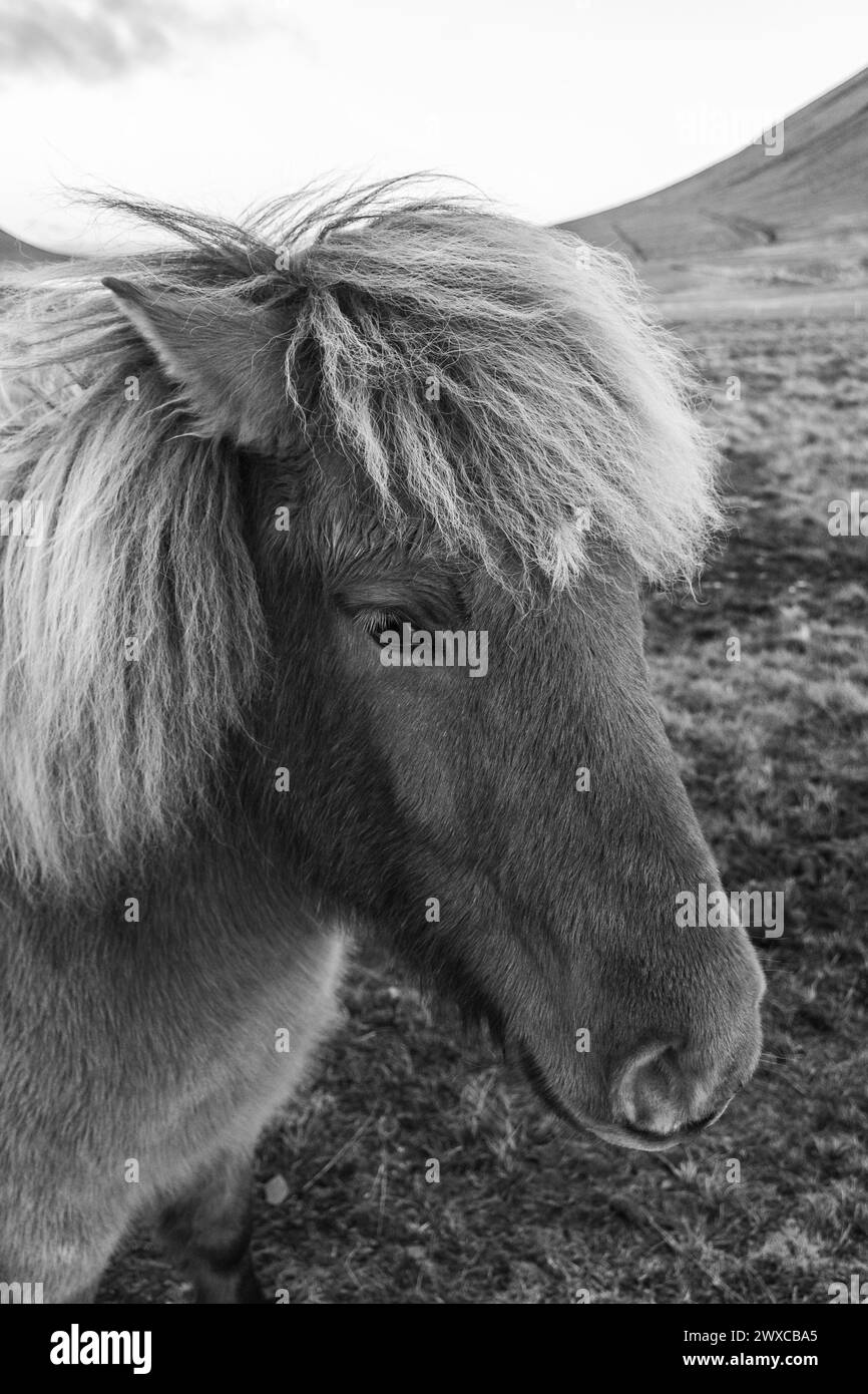 Photo en noir et blanc de cheval islandais dans le paysage naturel pittoresque de Kirkjufell, Islande. Le cheval islandais est une race de cheval développée en Banque D'Images
