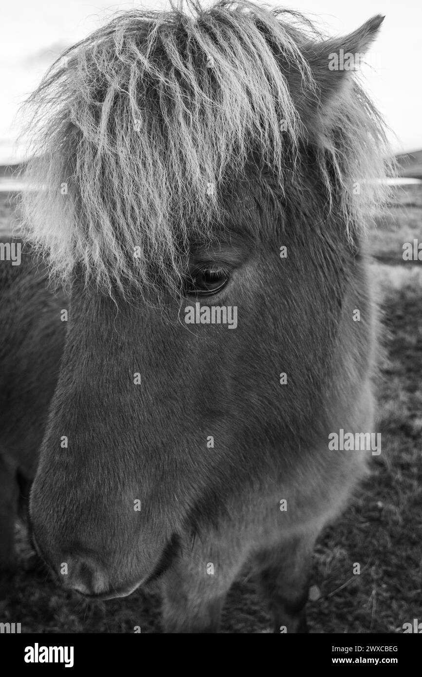 Photo en noir et blanc de cheval islandais dans le paysage naturel pittoresque de Kirkjufell, Islande. Le cheval islandais est une race de cheval développée en Banque D'Images
