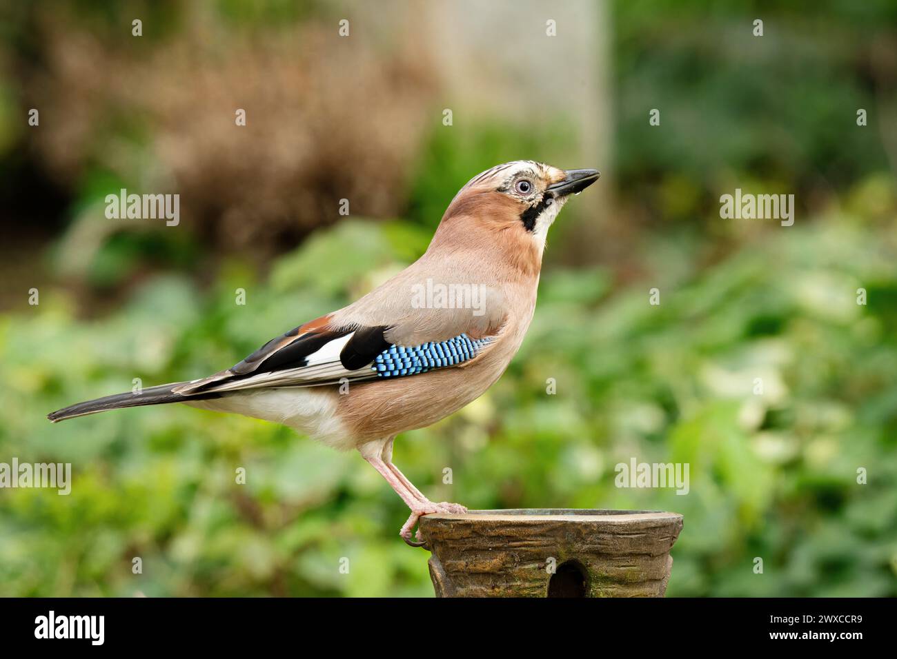 vue de profil d'un jay sur un vase dans un cimetière Banque D'Images vue de profil d'un jay sur un vase dans un cimetière Banque D'Images