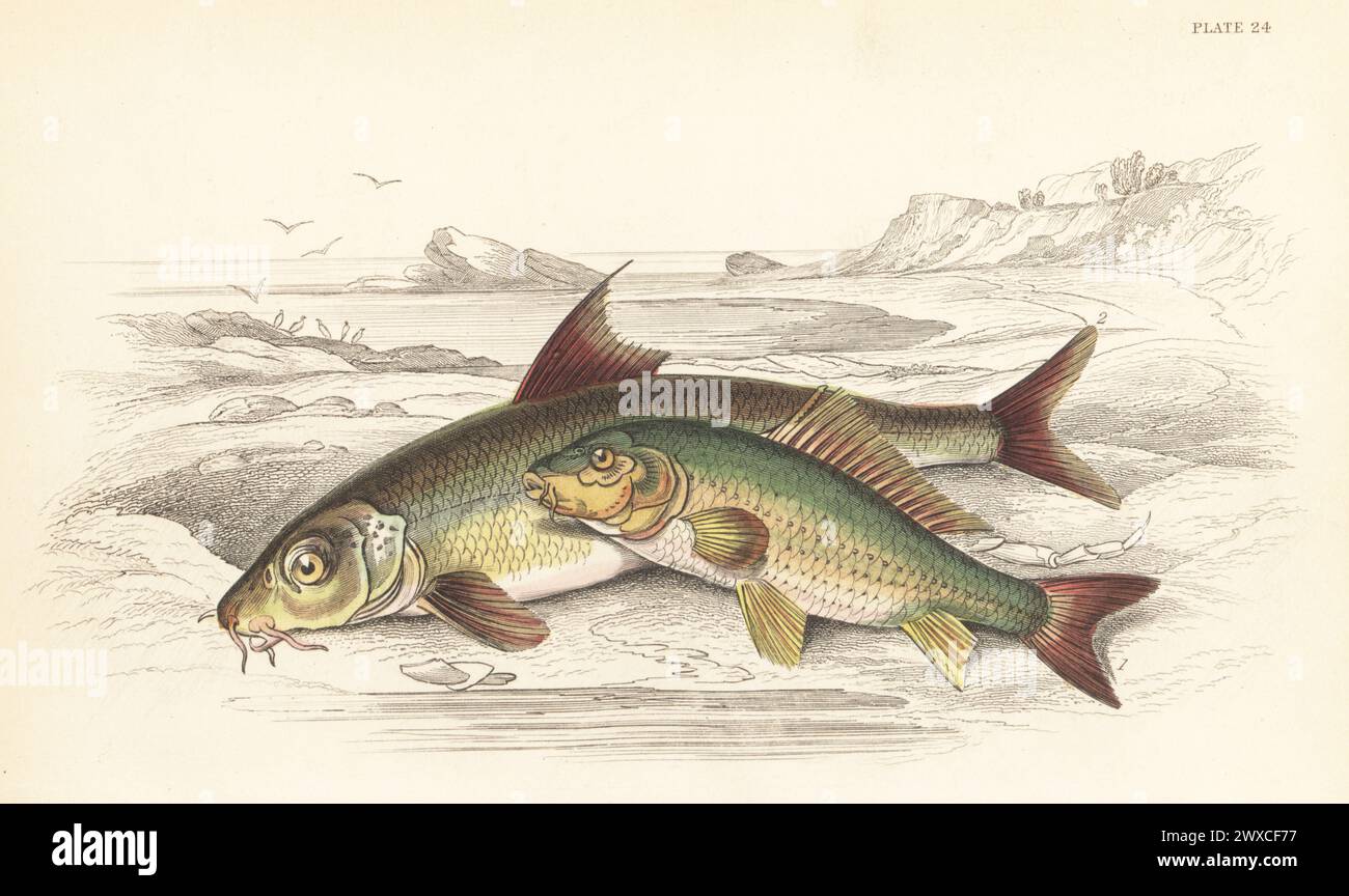 Carpe eurasienne ou carpe commune, vulnérable, Cyprinus carpio 1, et barbillon commun, Barbus barbus 2. Gravure sur acier colorée à la main par William Lizars d'après une illustration de James Stewart de Sir William Jardine's Library, Ichthyology, British Fishes, W.H. Lizars, Édimbourg, 1843. Banque D'Images