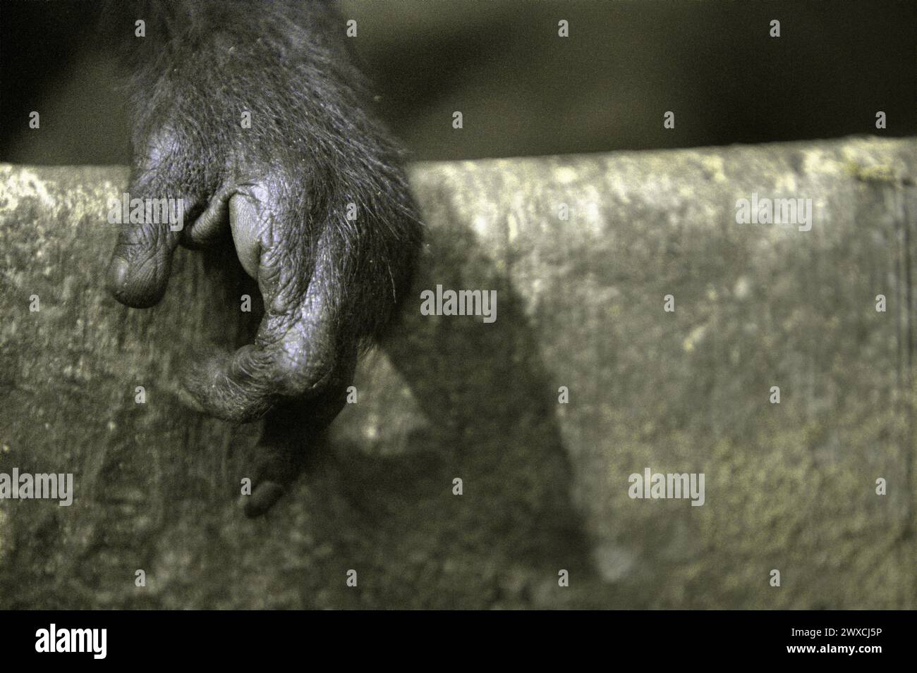 Détail de la main gauche d'un macaque à crête (Macaca nigra), montrant qu'il a perdu son index par le piège d'un braconnier ; photographié dans la forêt de Tangkoko, Sulawesi du Nord, Indonésie. Le changement climatique modifie les niches environnementales, ce qui amène les espèces à modifier leur aire de répartition en suivant leur niche écologique, ce qui pourrait être un inconvénient en termes de gestion efficace de la biodiversité, selon nature Climate change. Un rapport d'une équipe de scientifiques dirigée par Marine Joly, basé sur des recherches menées de 2012 à 2020, a révélé que la température augmente jusqu'à 0,2 degrés Banque D'Images