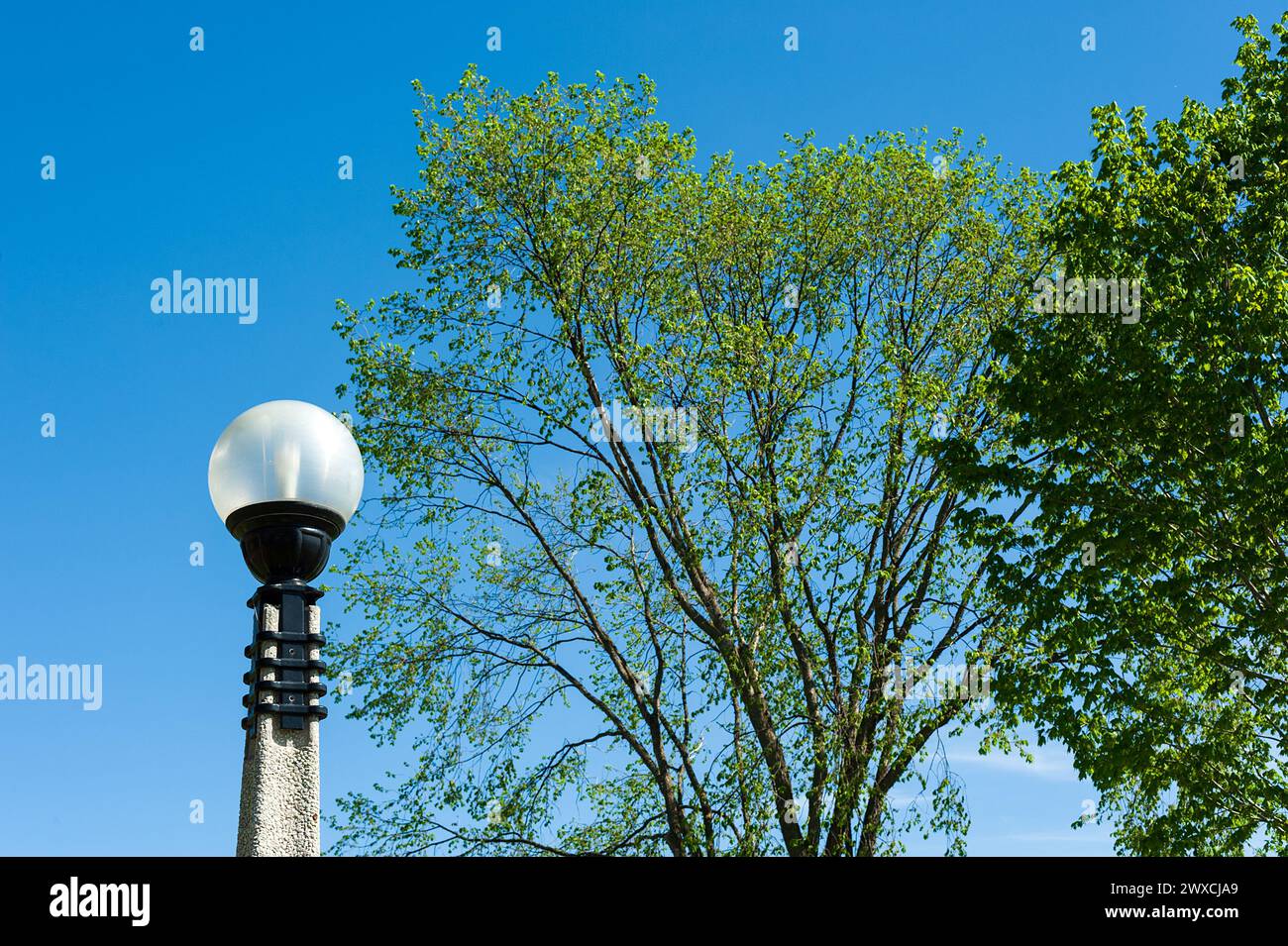 Le lampadaire globe et le grand érable contrastent avec le ciel bleu clair. Banque D'Images