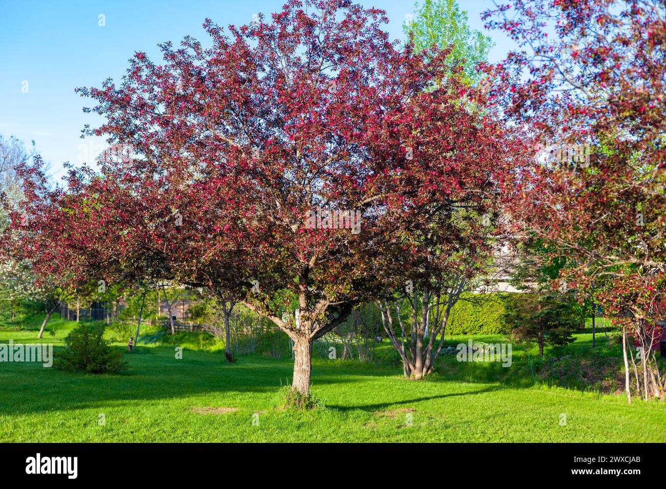 Crabe pommier en pleine fleur Banque D'Images
