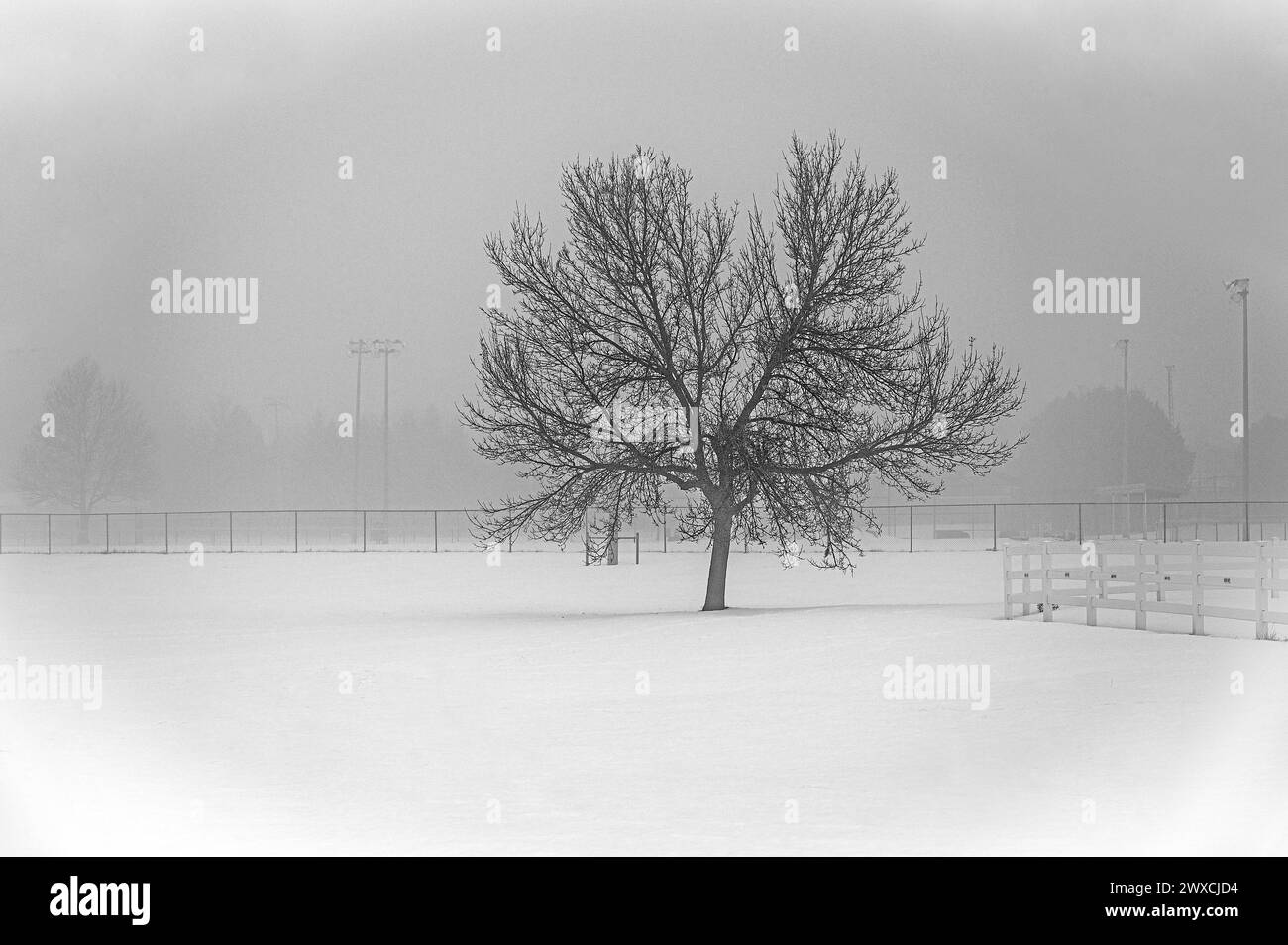 Érable en hiver dans le brouillard Banque D'Images