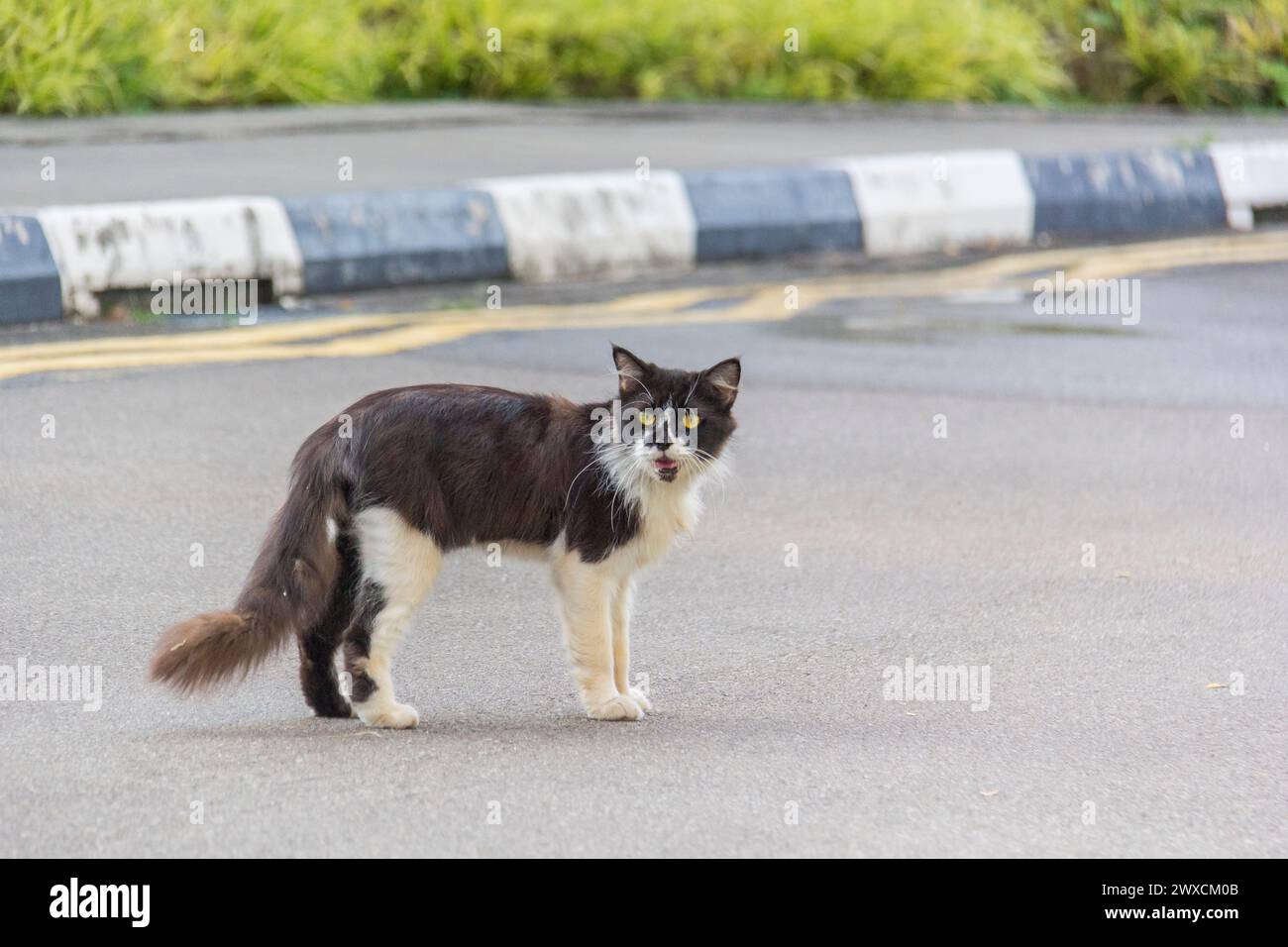 Volez le chat Banque D'Images