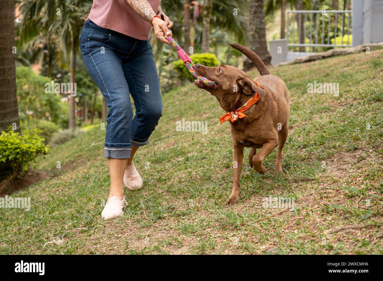 Chien de taille moyenne à fourrure brune tire sur la laisse, jouant avec le propriétaire lors d'une journée ensoleillée sur l'herbe. Banque D'Images