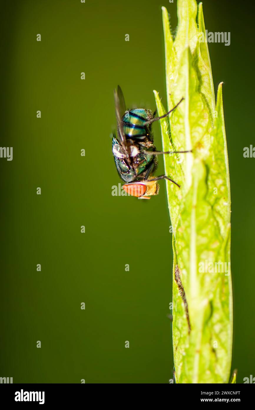 Musca domestica Linnaeus, mieux connu sous le nom de mouche domestique est une mouche du sous-ordre Cyclorrhapha avec une durée de vie de seulement 28 jours. Banque D'Images