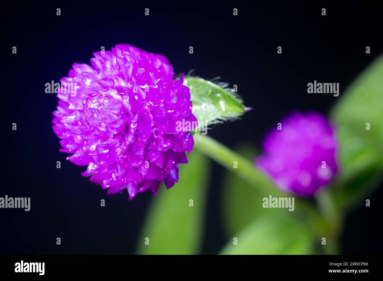 Fleur violette de globe amarante dans le jardin Banque D'Images