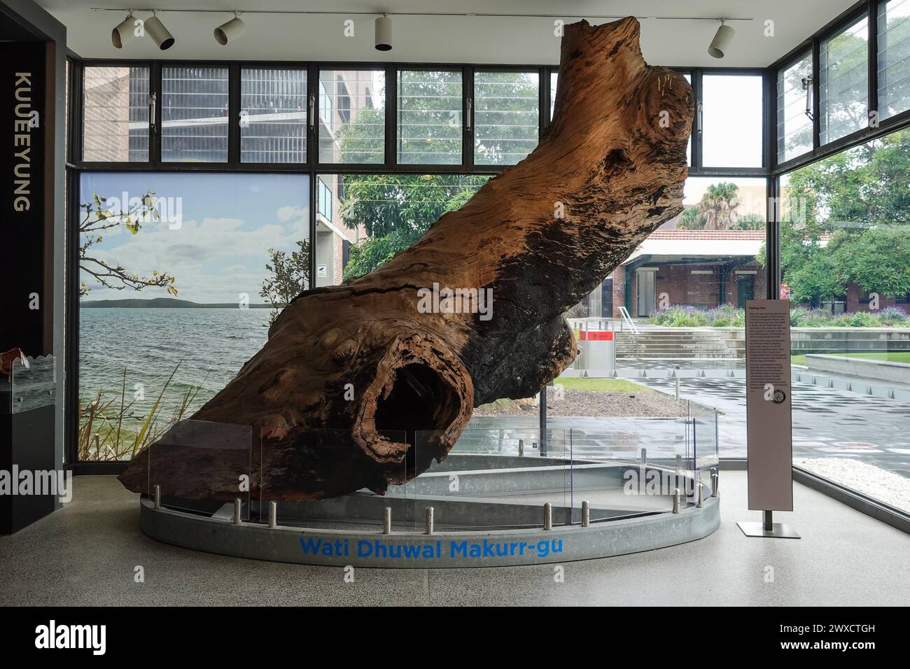 Un arbre de pêche, utilisé par les Worimi pour trouver des bancs de poissons près de la plage de Bagnall, en Australie Banque D'Images
