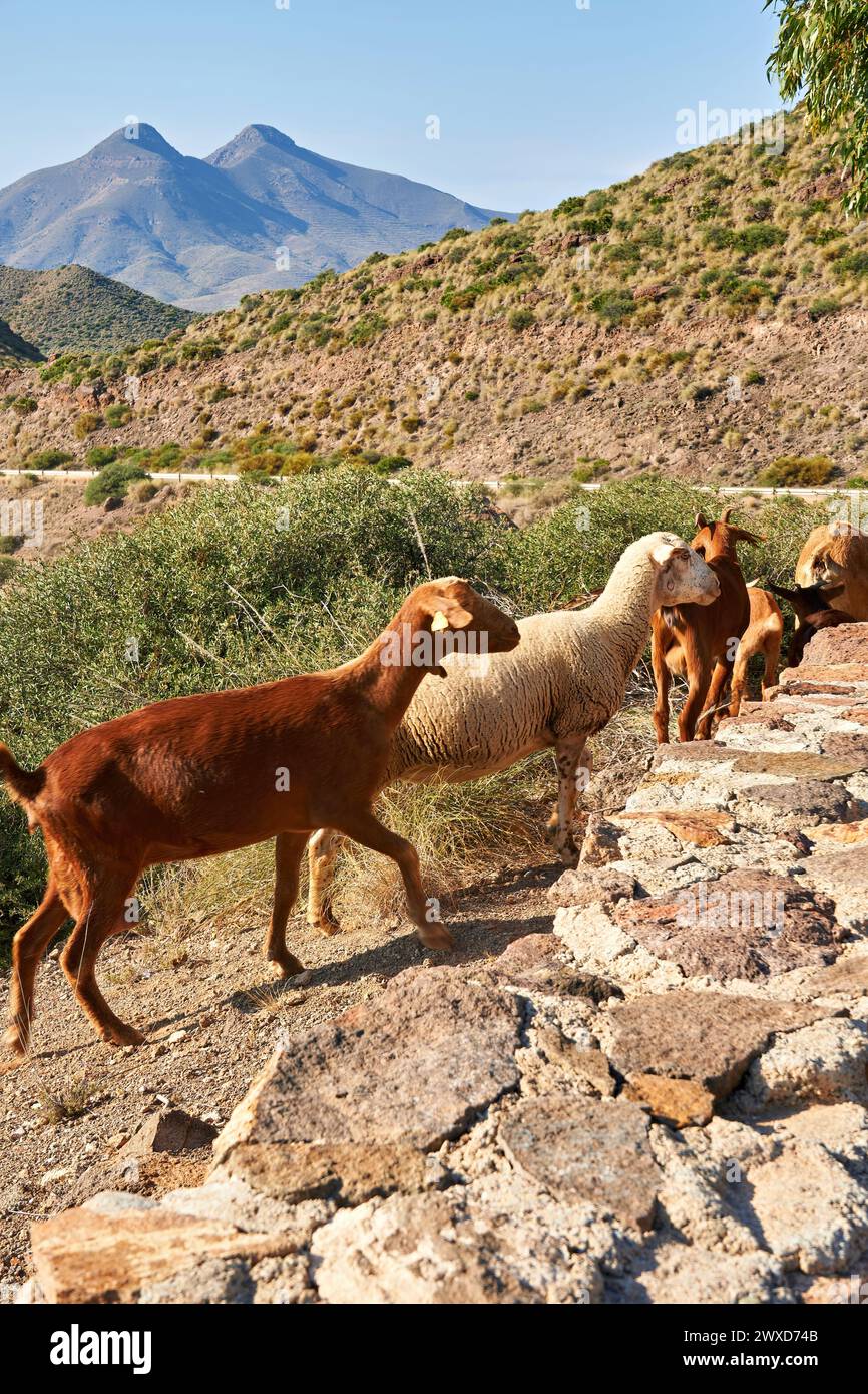 Ziegen und Schafe im Naturpark Cabo de Gata Banque D'Images
