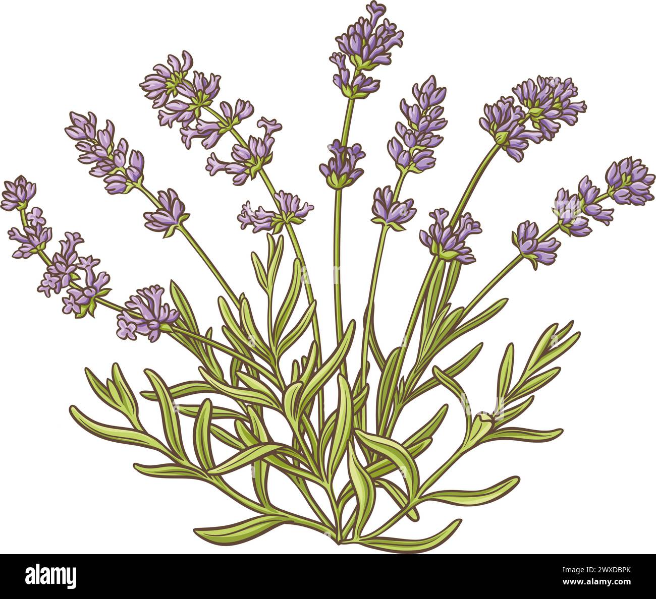 Illustration détaillée colorée de la plante de lavande Illustration de Vecteur