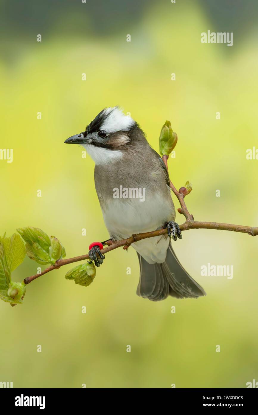 Bulbul aéré à la lumière ou bulbul chinois, Pycnonotus sinensis Banque D'Images