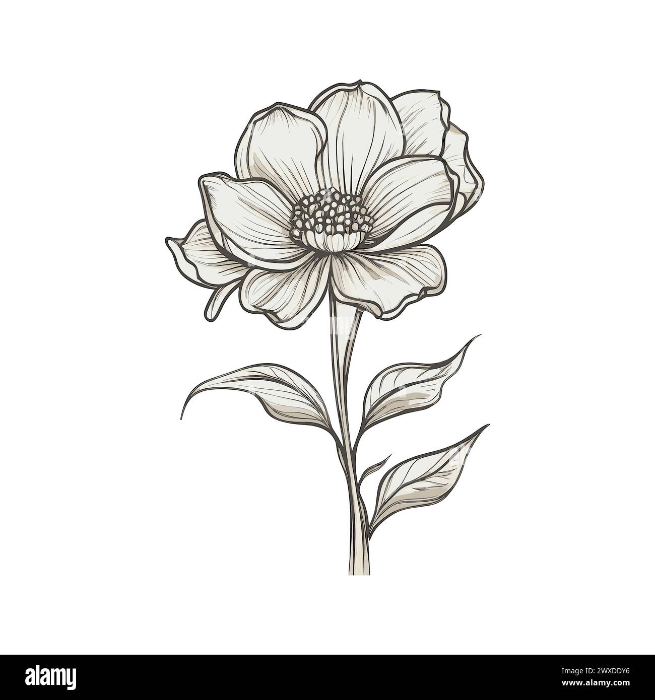 Fleur de dahlia dessinée à la main. Illustration vectorielle. Illustration de Vecteur