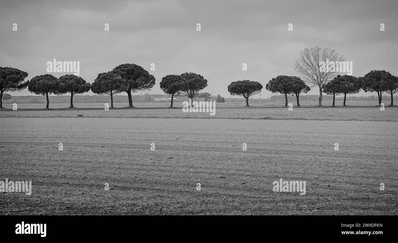 Zone entre Lido di Dante et Foce dei Fiumi uniti, Romagne. L'endroit est une réserve naturelle avec une belle forêt de pins. De beaux nuages Banque D'Images