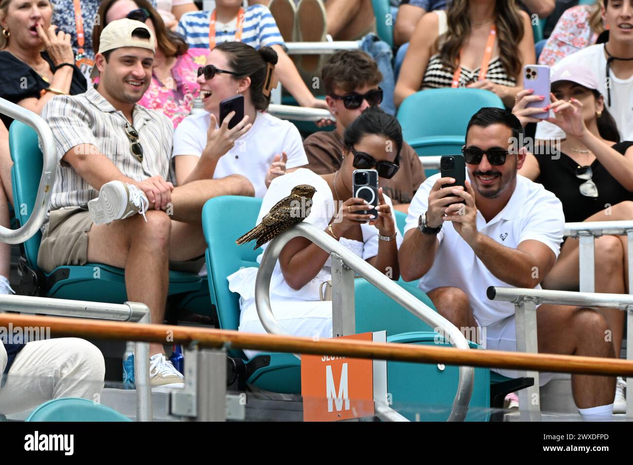 Miami Gardens FL, États-Unis. 28 mars 2024. Une veuve de Chuck-Will est vue dans le rôle de Jannik Sinner vs Daniil Medvedev lors des demi-finales masculines à l'Open de Miami au Hard Rock Stadium le 29 mars 2024 à Miami Gardens, en Floride. Crédit : Mpi04/Media Punch/Alamy Live News Banque D'Images