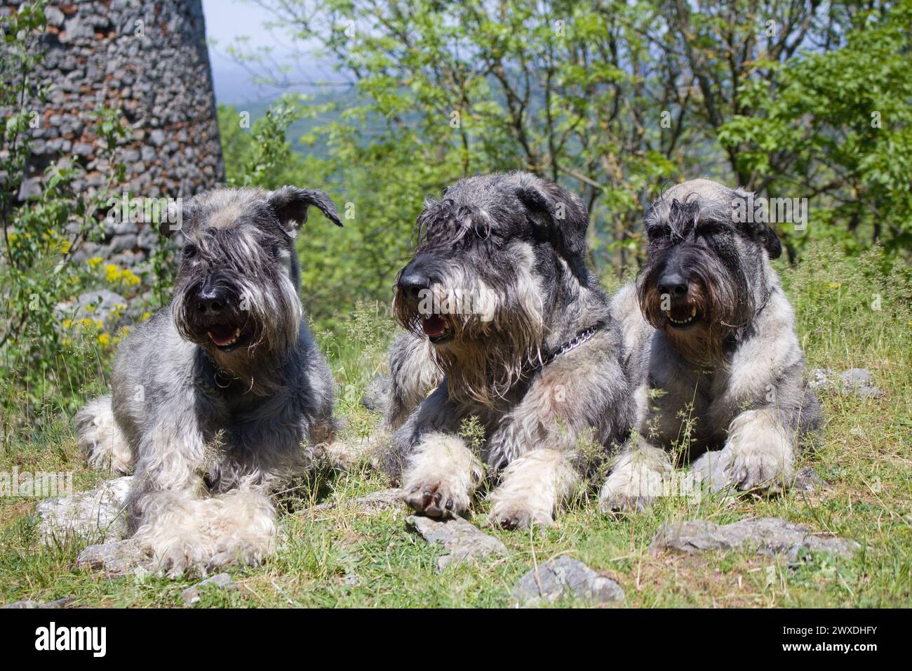 Trois Schnauzers géants pondeuses poivre et sel Banque D'Images