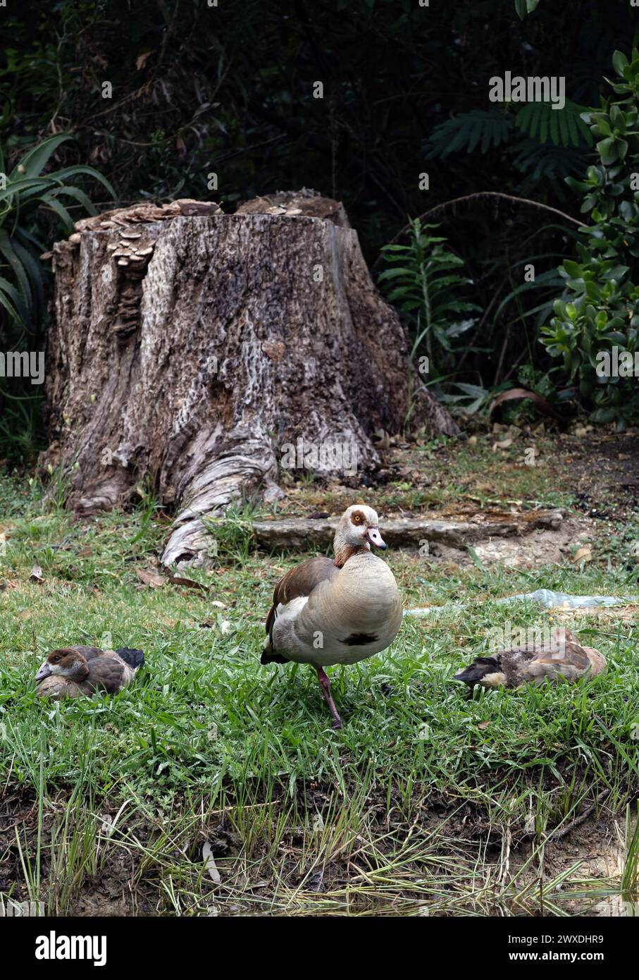 Trois oies égyptiennes (du Nil) reposant sur la pelouse, Alopochen aegyptiaca dans un habitat naturel. Oiseau africain, animal envahissant. Afrique du Sud, national Kruger Banque D'Images