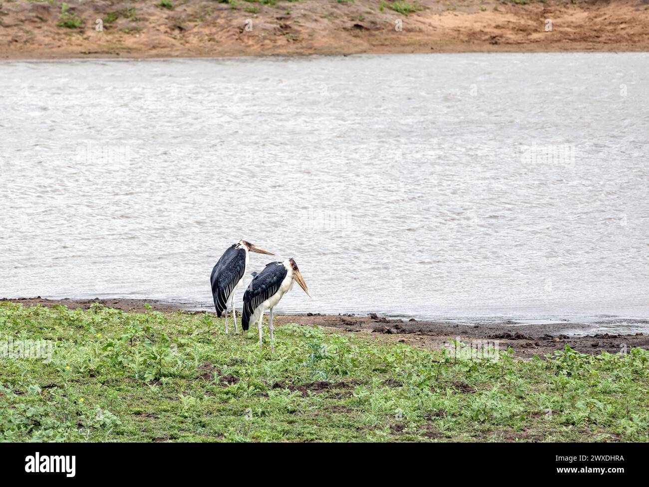 Couple de cigogne Marabou, Leptoptilos crumeniferus, sur la rive du lac. Deux oiseaux marabous africains, Afrique du Sud, parc national Kruger. Animaux faune sava Banque D'Images