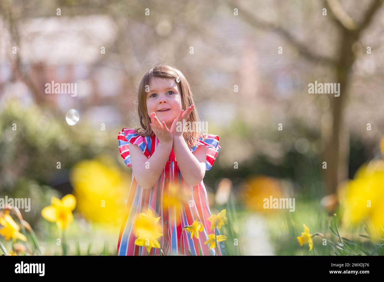 Dudley, West Midlands, Royaume-Uni. 30 mars 2024. Millie Willetts, quatre ans, profite du soleil printanier parmi les jonquilles de son parc local près de Dudley, dans les West Midlands. Les prévisions du dimanche de Pâques sont des périodes ensoleillées avec un peu de pluie possible dans les régions du nord du Royaume-Uni. Crédit : Peter Lopeman/Alamy Live News Banque D'Images