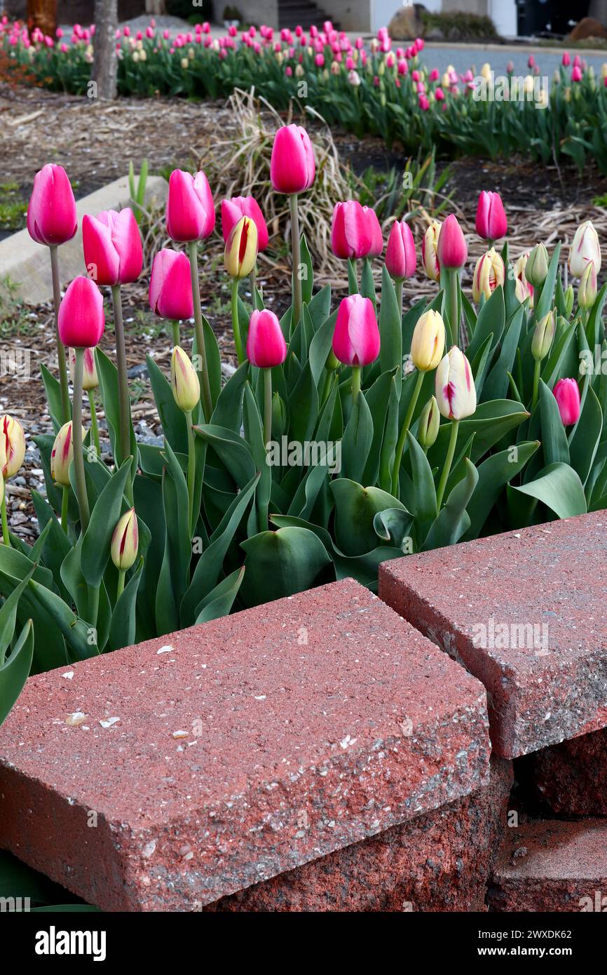 Bordure paysage tulipe et briques rouges Banque D'Images