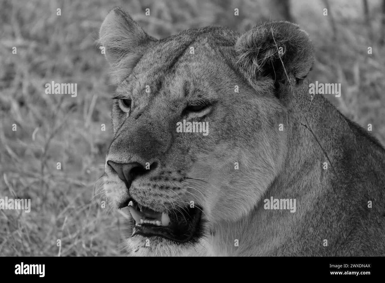B&W Close Up Lioness se reposant dans le Serengeti Banque D'Images