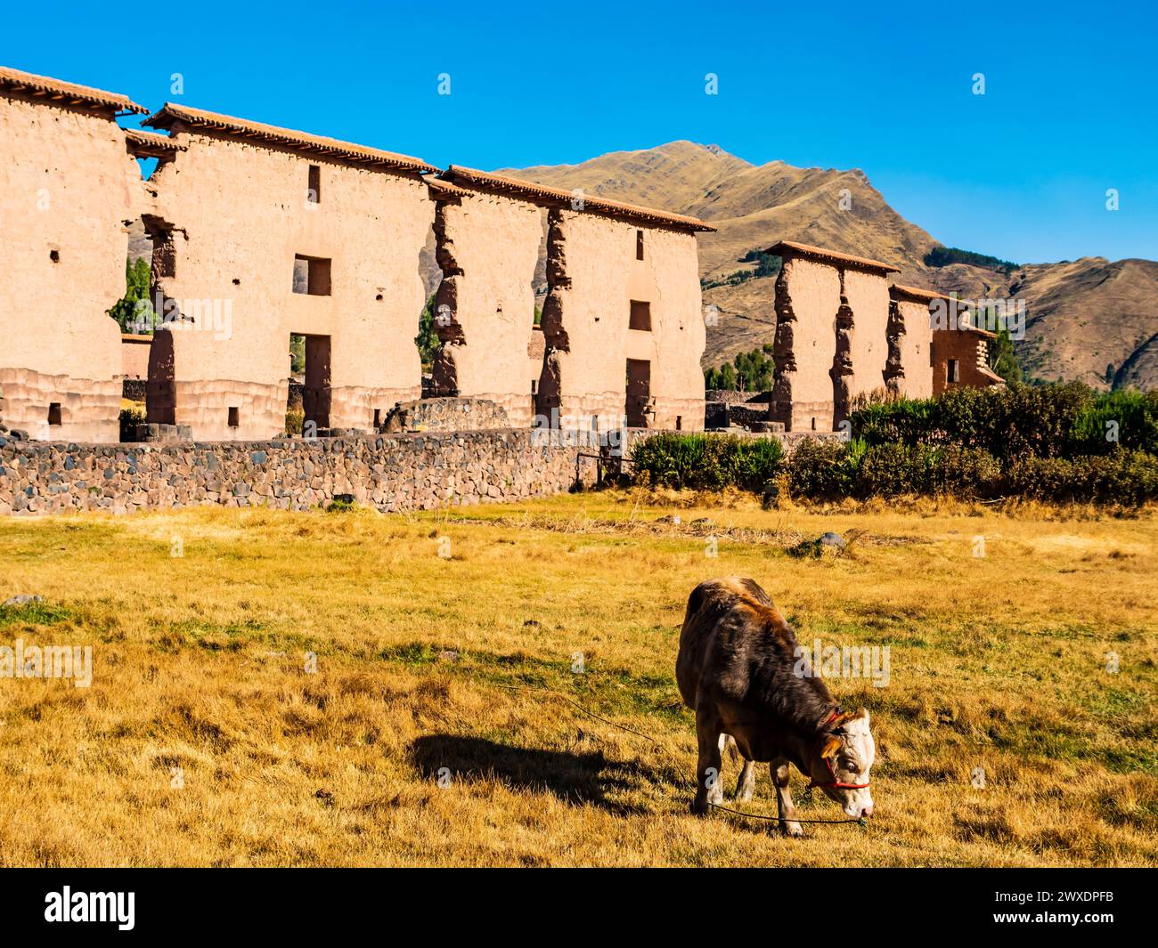 Mur central du temple de Wiracocha avec vache de pâturage au premier plan, site archéologique de Raqchi, région de Cusco, Pérou Banque D'Images