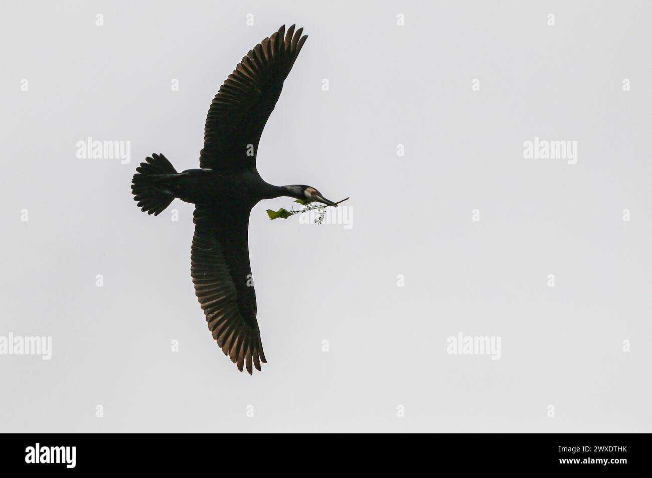Grand cormoran transportant des matériaux de construction pour le nid Banque D'Images