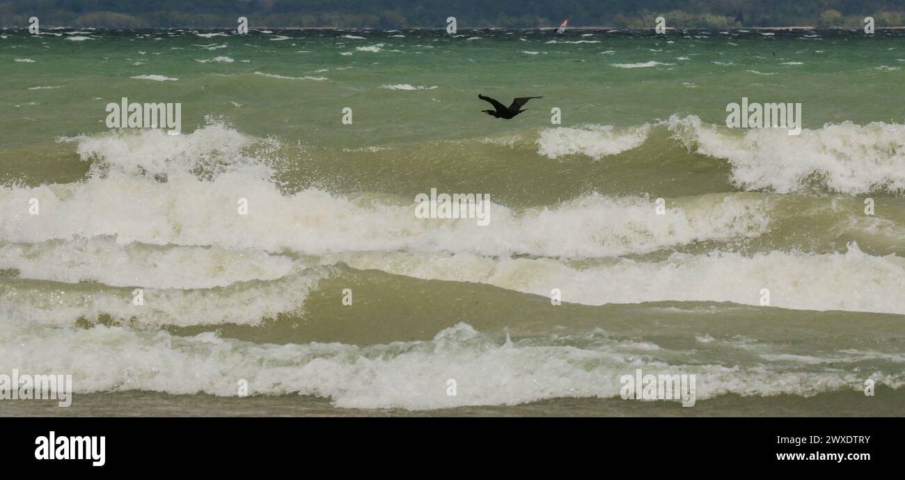 Grand cormoran survolant les vagues sur le lac Neuchâtel en Suisse Banque D'Images