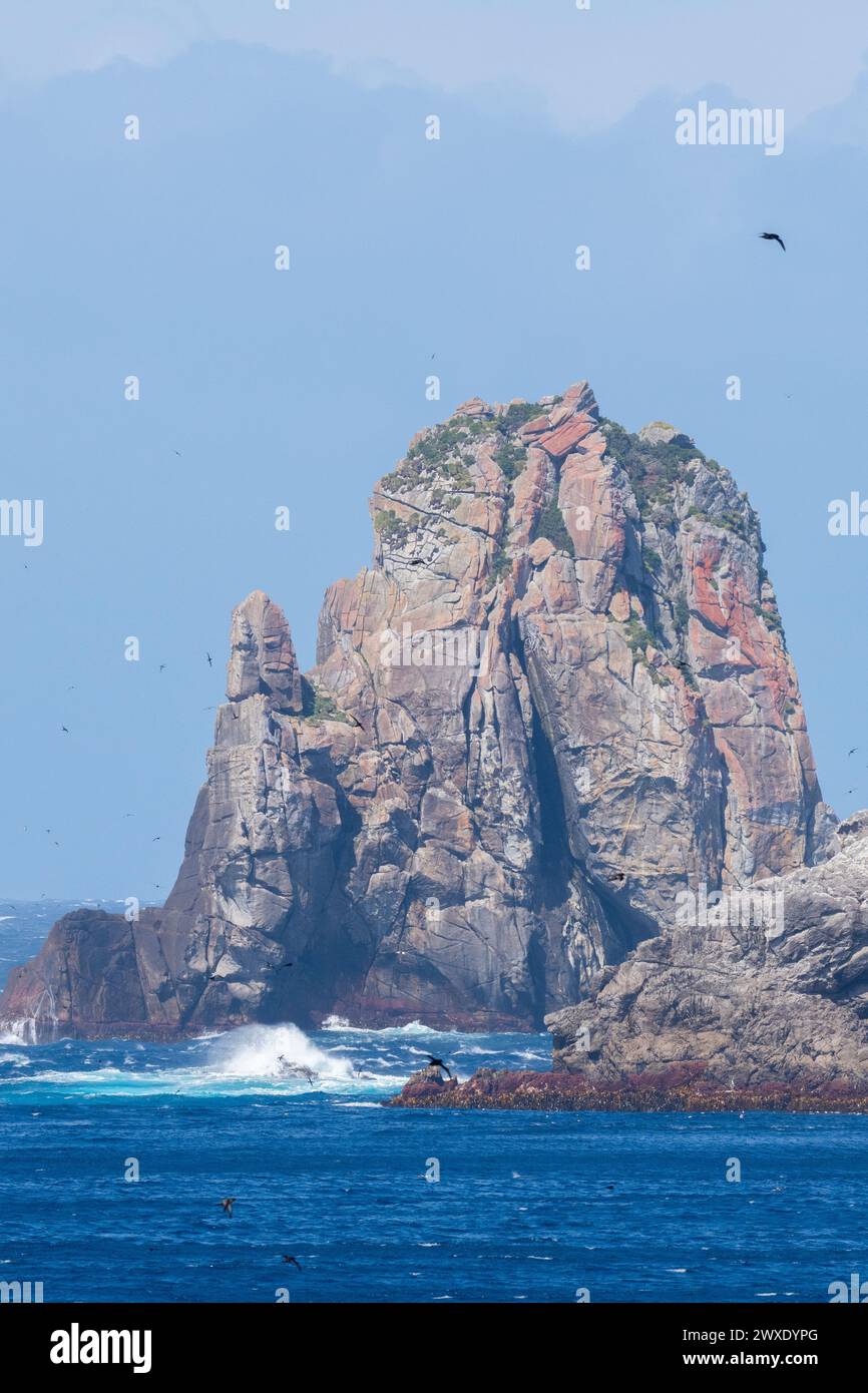 Nouvelle-Zélande, îles subantarctiques, les Snares, UNESCO. Zone importante pour les oiseaux et aires de reproduction. Vue sur la côte rocheuse. Banque D'Images