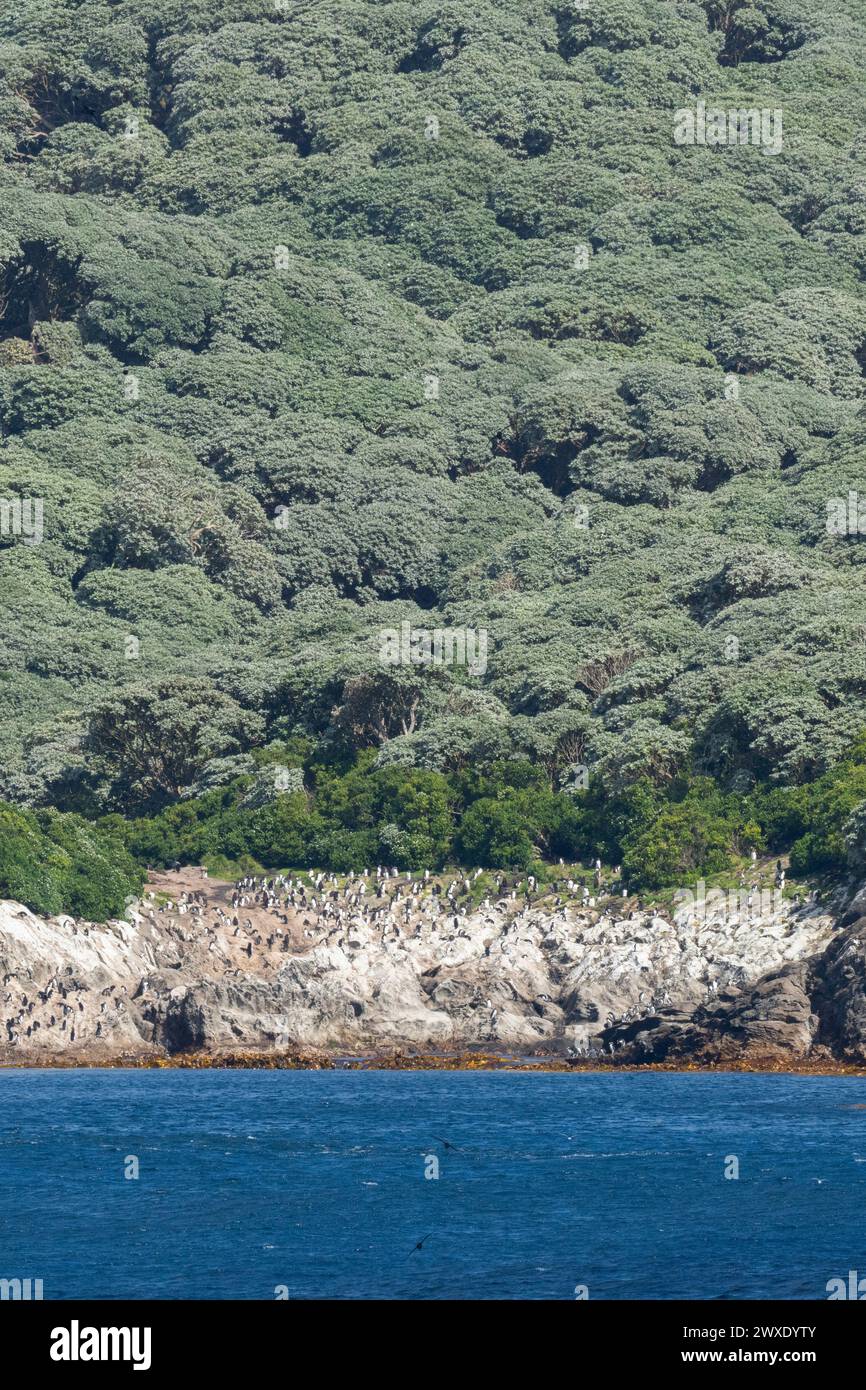 Nouvelle-Zélande, îles subantarctiques, les Snares, UNESCO. Vue sur la côte rocheuse. Snares crémait des pingouins le long du rivage. Banque D'Images