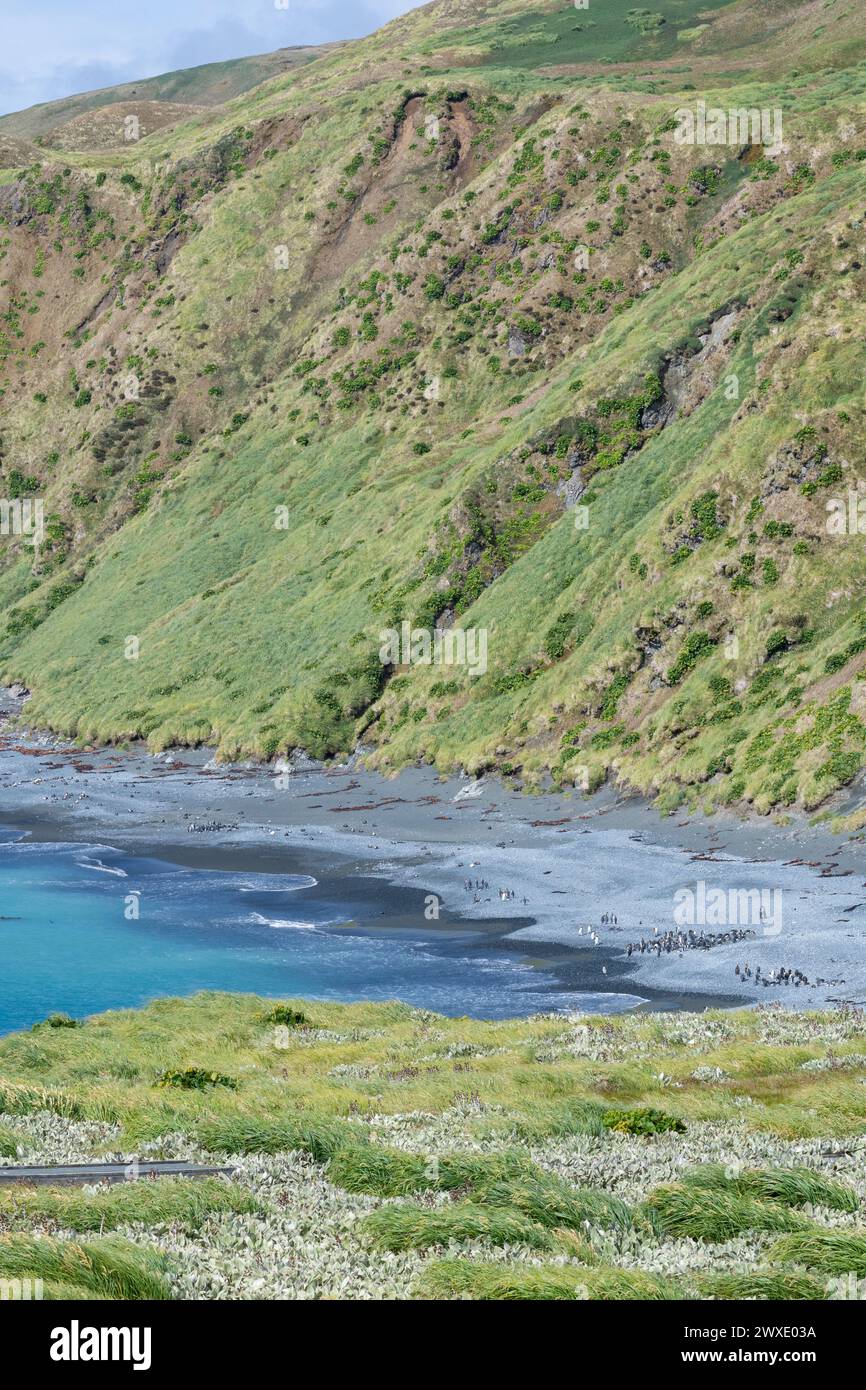 Sandy Bay (UNESCO) vue panoramique sur la côte des manchots royaux (Aptenodytes patagonica) et des manchots royaux sur la plage. Banque D'Images