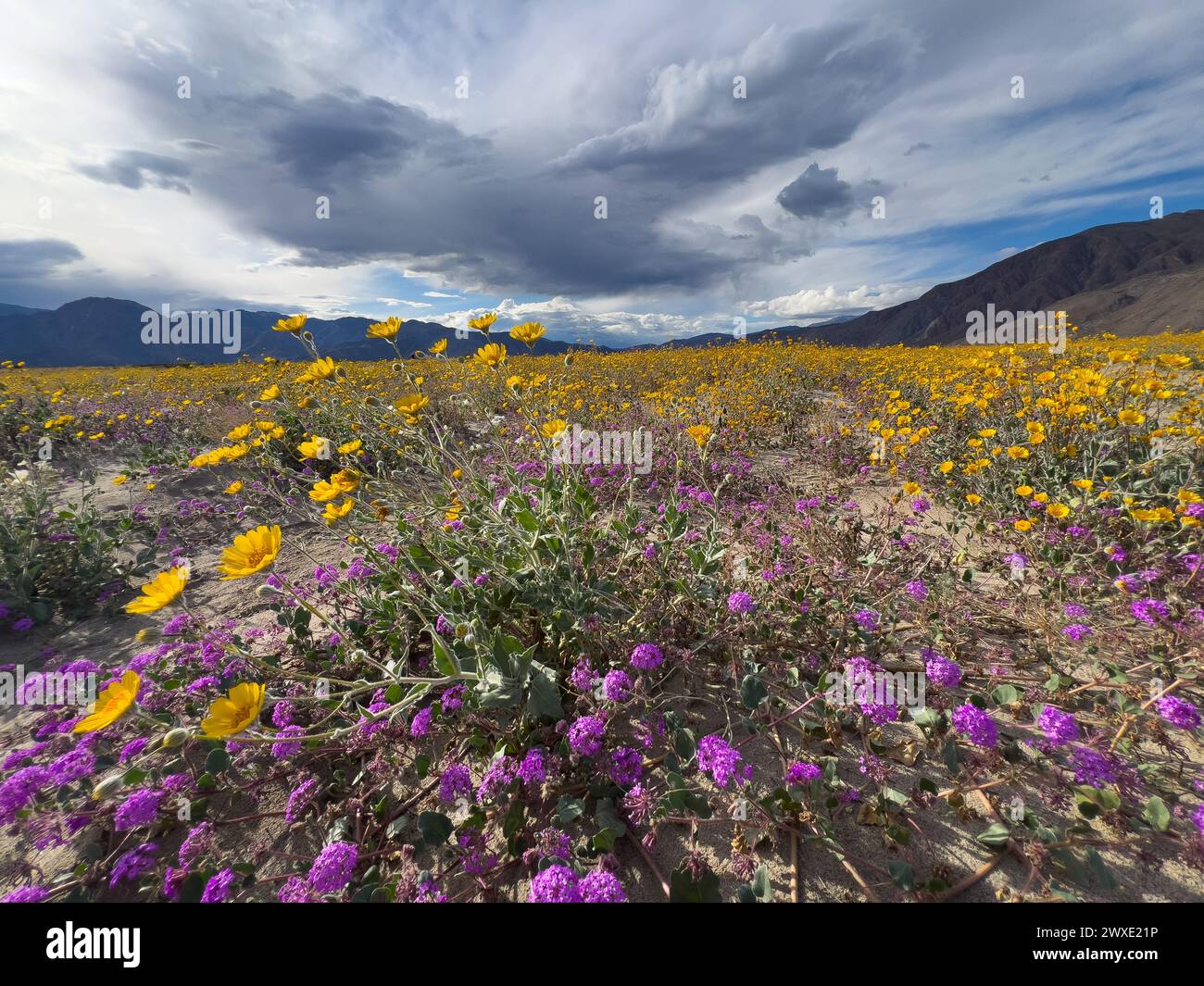 Fleurs du désert Superbloom dans le parc d'État du désert d'Anza-Borrego, comté de San Diego, Californie, États-Unis Banque D'Images