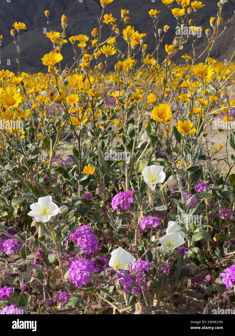 Fleurs du désert Superbloom dans le parc d'État du désert d'Anza-Borrego, comté de San Diego, Californie, États-Unis Banque D'Images