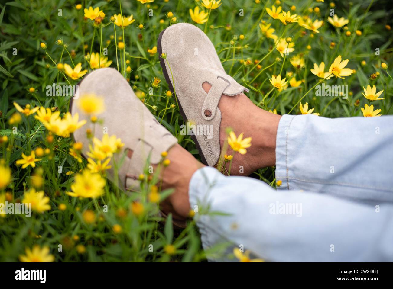 Gros plan des pieds de l'homme dans Birkenstock Boston beige parmi les fleurs le 16 mars 2024, à Bangkok, Thaïlande. Banque D'Images
