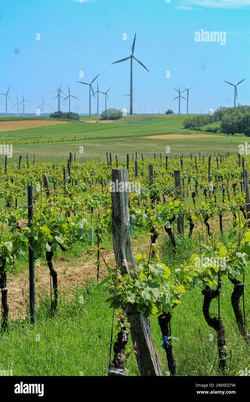 Vignoble et éoliennes dans le Burgenland, région autrichienne Banque D'Images