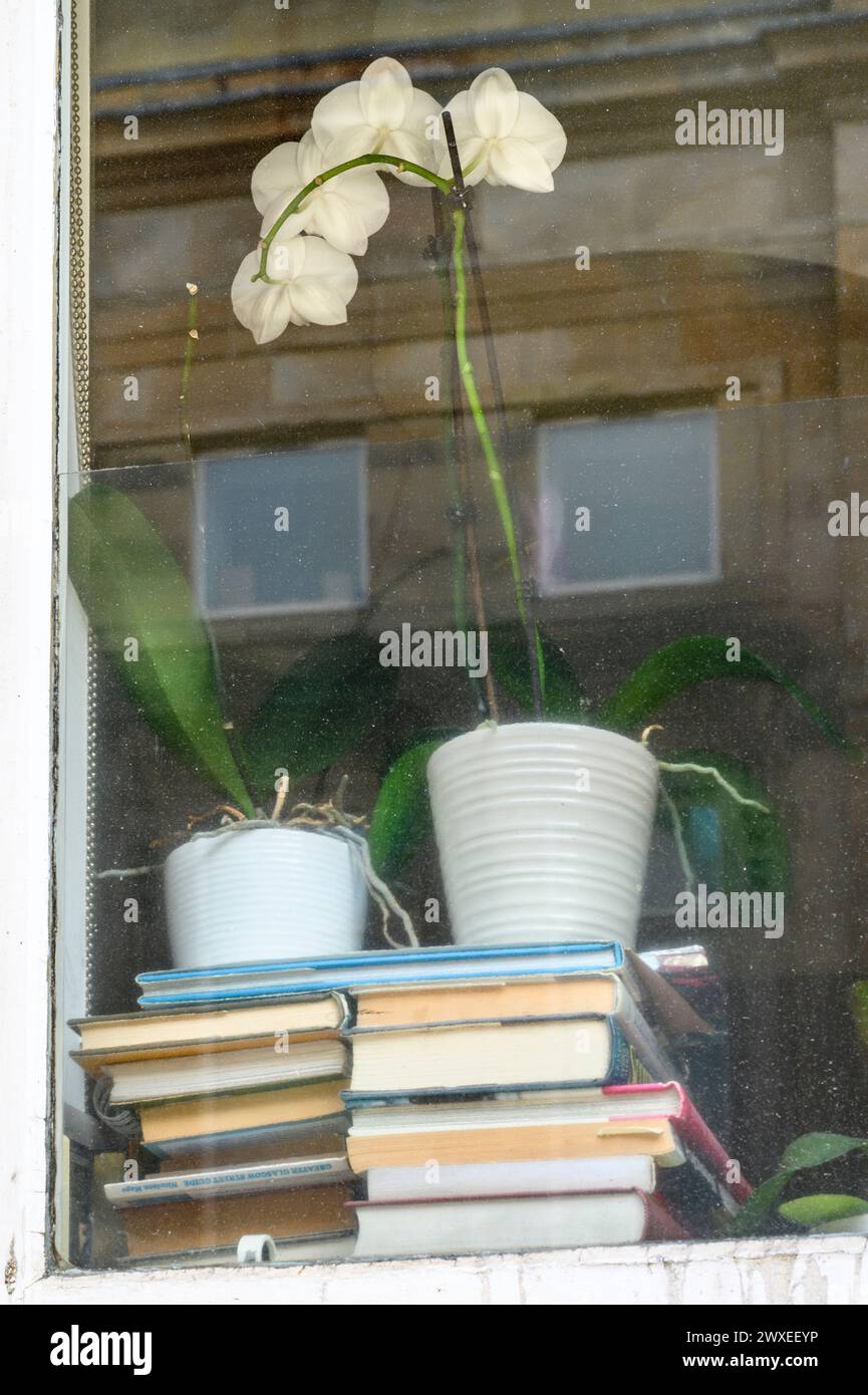 Plantes d'intérieur dans une fenêtre de maison Banque D'Images