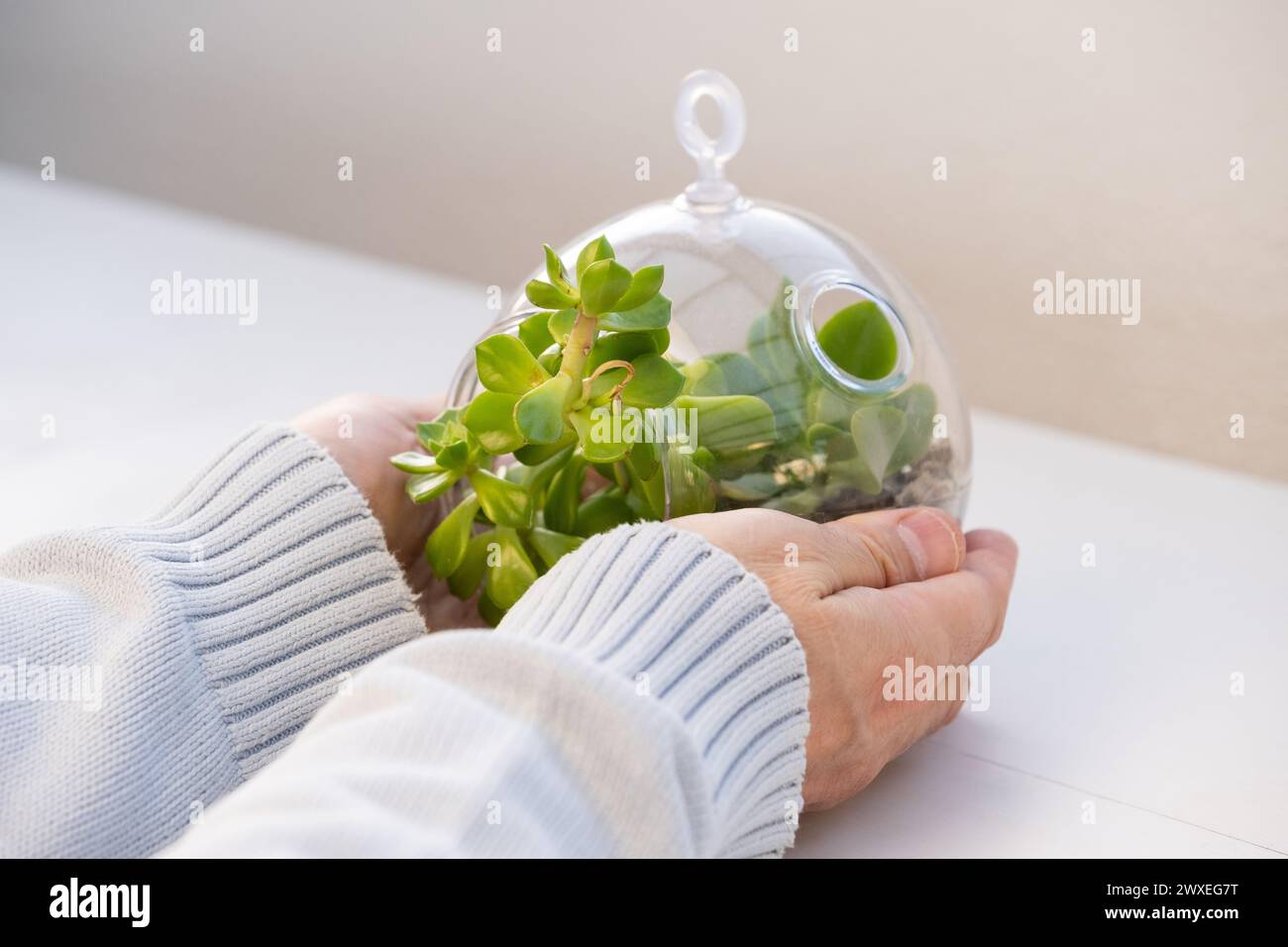 Détail des mains d'un homme tiennent soigneusement un terrarium végétal naturel avec Micro Habitat Glass Ball sur un fond doux neutre. Planet Care a Banque D'Images