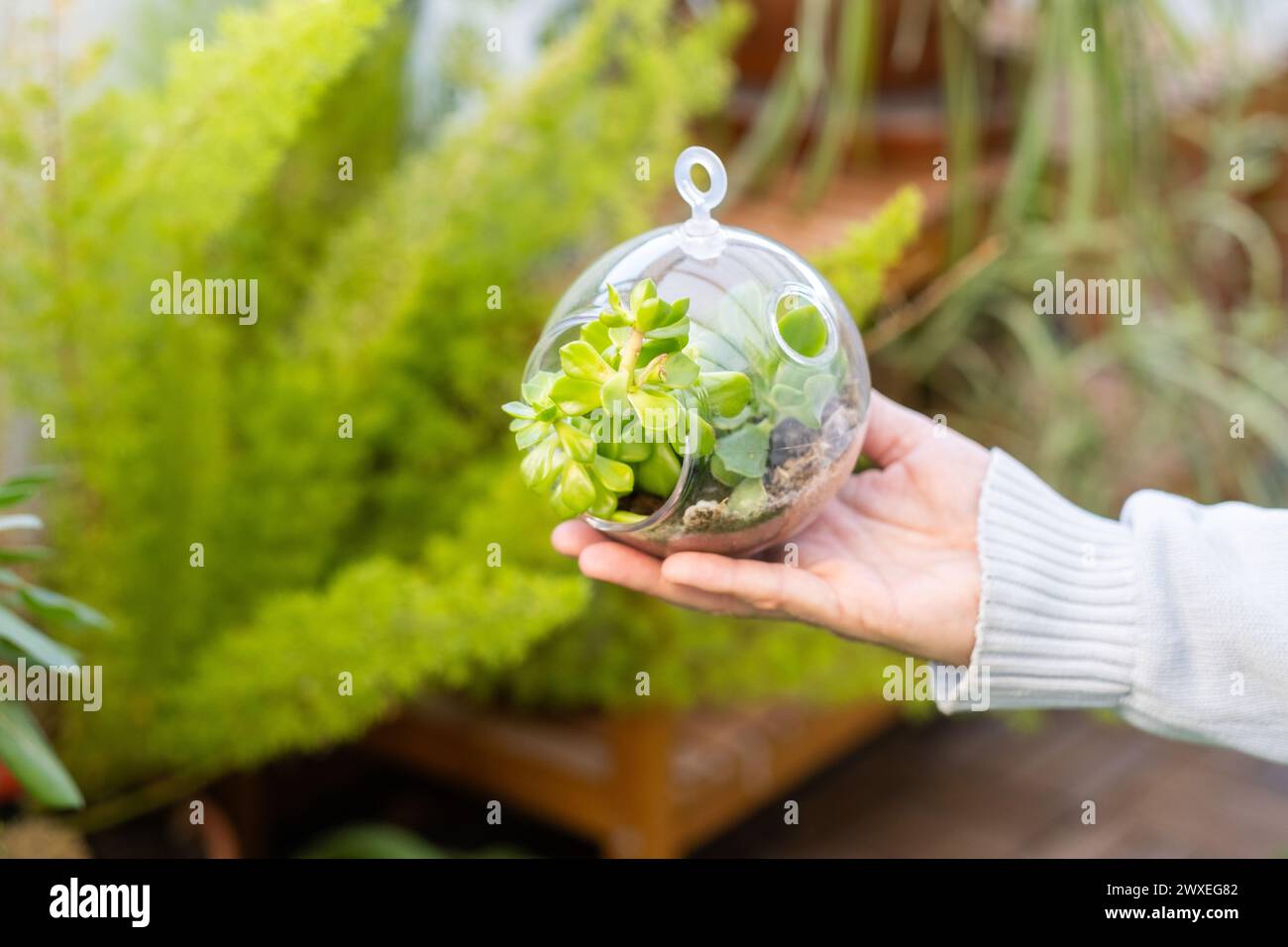 Main d'un homme tenant un terrarium végétal naturel avec Micro Habitat Glass Ball sur un fond doux neutre. Soins de la planète et durabilité pour la maison ou Banque D'Images