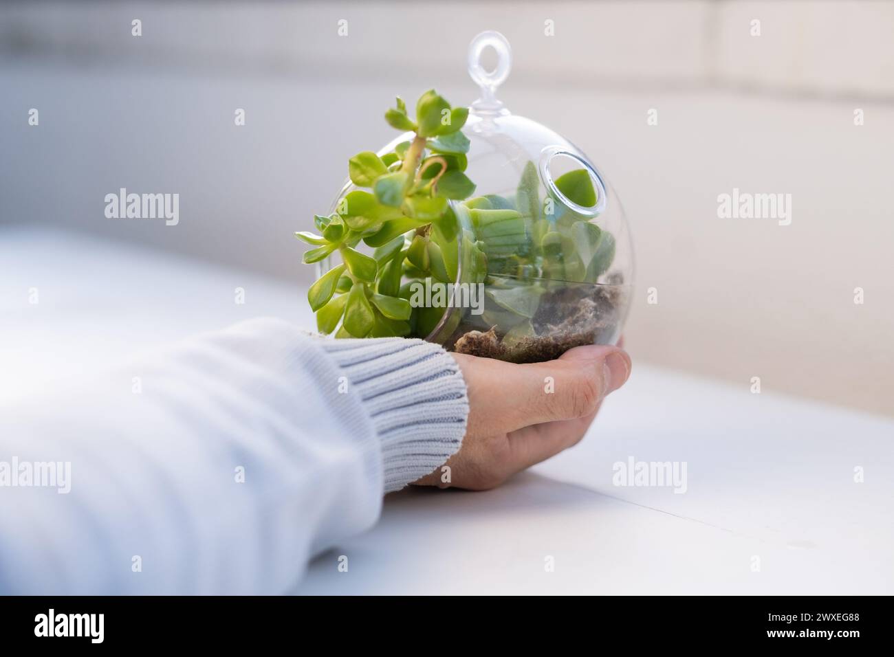 La main d'un homme tient un terrarium végétal naturel avec une boule de verre Micro Habitat sur un fond doux neutre. Protection de la planète et durabilité pour Banque D'Images