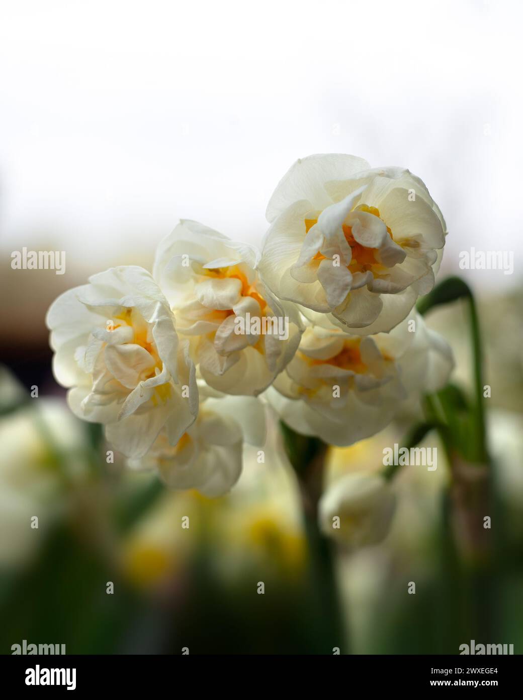 Fleurs de Narcisse 'Bridal Crown' dans un jardin au printemps Banque D'Images