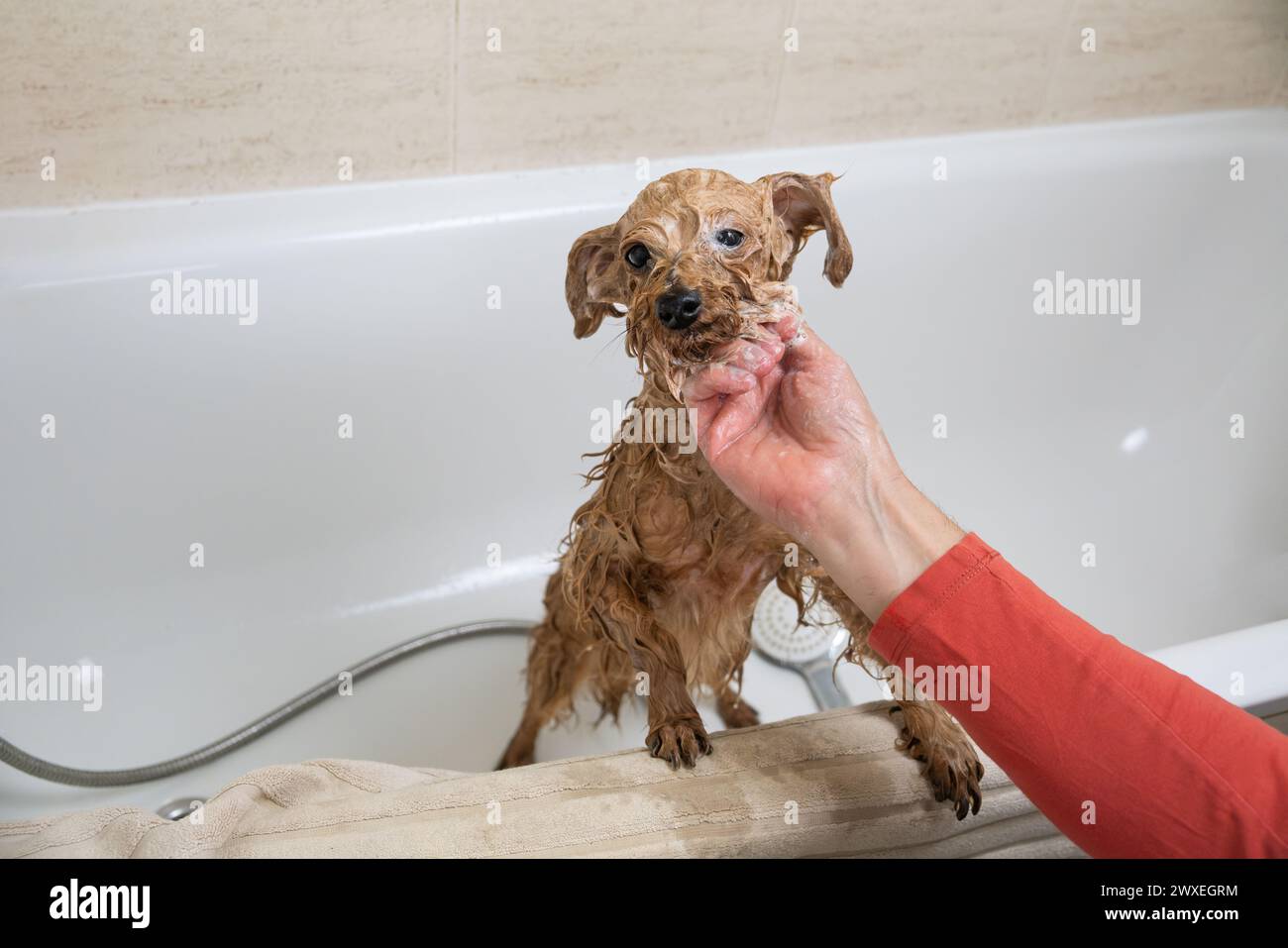 Chien adulte Mongrel complètement mouillé regarde hors de la baignoire voulant sortir. La main de son propriétaire le lave doucement. Hygiène des chiens et soins des animaux domestiques. Banque D'Images