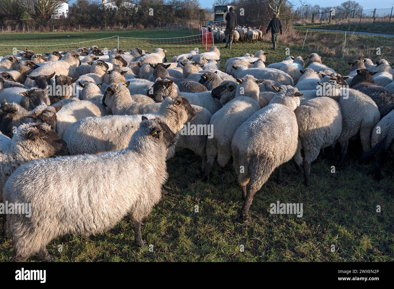 Moutons domestiques à tête noire (Ovis gmelini aries) écrits pour chargement sur le pâturage tôt le matin, Mecklenburg-Poméranie occidentale, Allemagne Banque D'Images