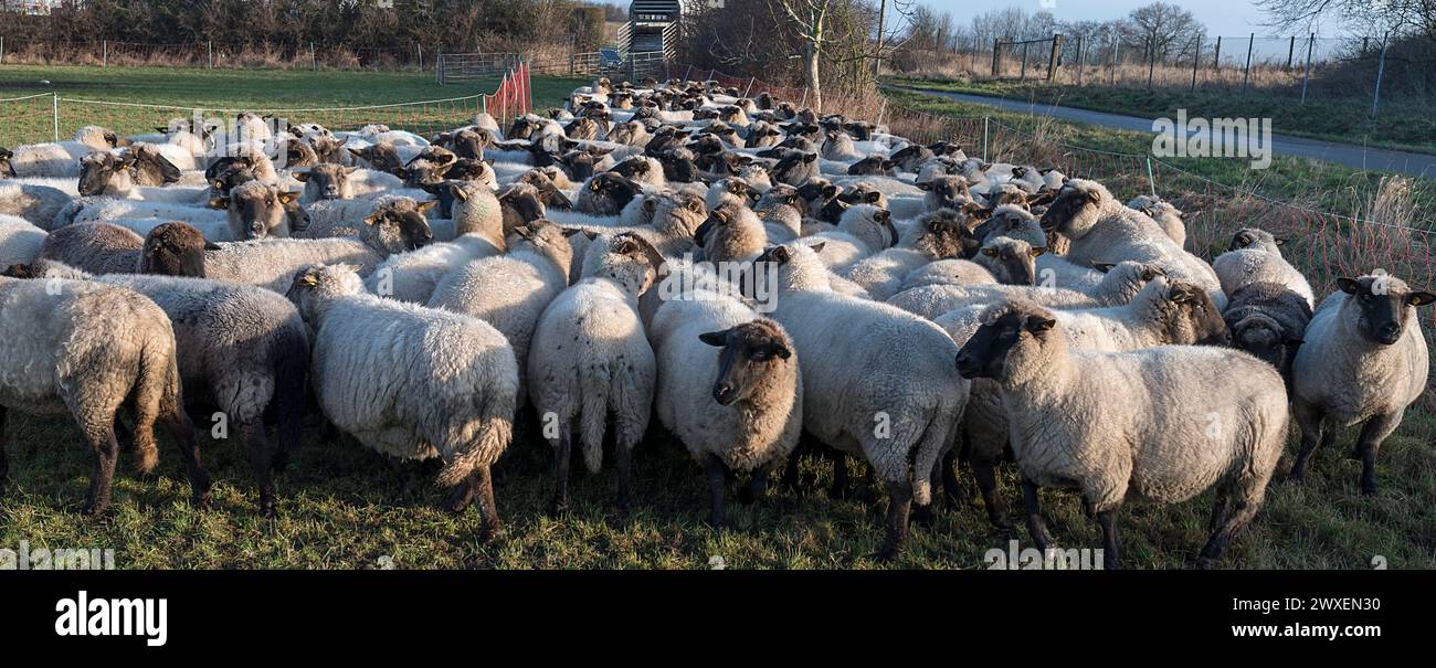 Moutons domestiques à tête noire (Ovis gmelini aries) écrits pour chargement sur le pâturage tôt le matin, Mecklenburg-Poméranie occidentale, Allemagne Banque D'Images